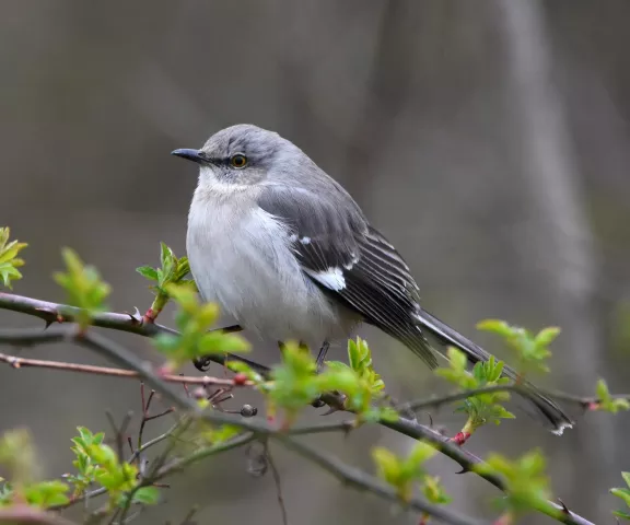 Northern Mockingbird - Photo by Erik Johnson