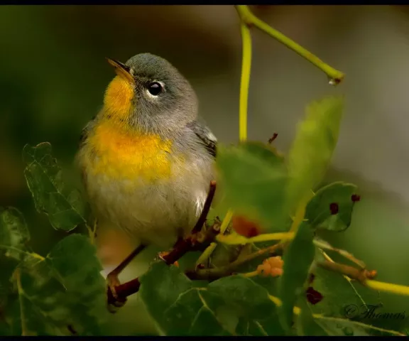 Northern Parula (female) - Photo by Tom Finnie