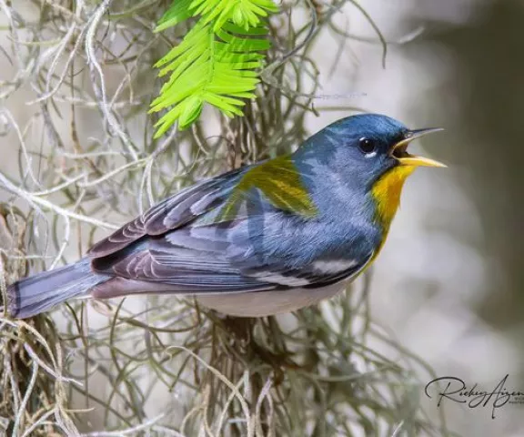 Northern Parula - Photo by Rickey Aizen