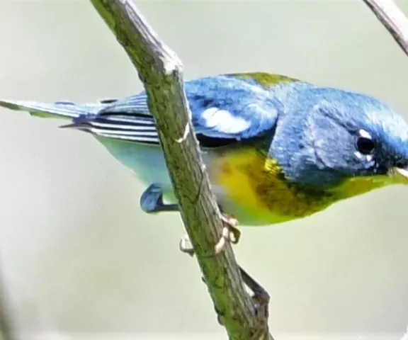 Northern Parula - Photo by Ruth Cronan