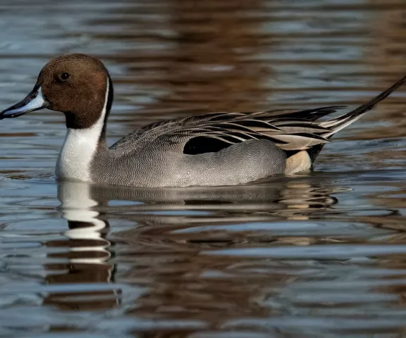 Northern Pintail - Photo by Tom Finnie