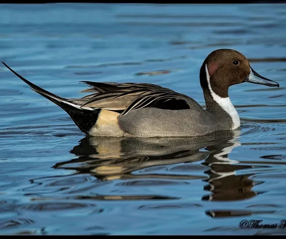 Northern Pintail - Photo by Tom Finnie