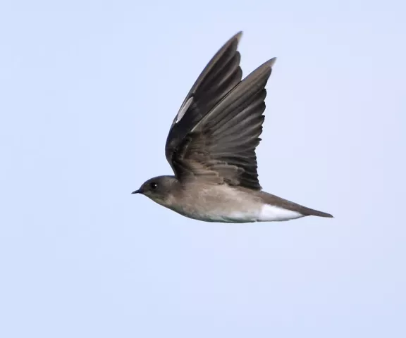 Northern Rough-winged Swallow - Photo by Erik Johnson