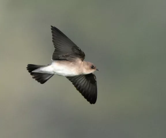 Northern Rough-winged Swallow - Photo by Erik Johnson