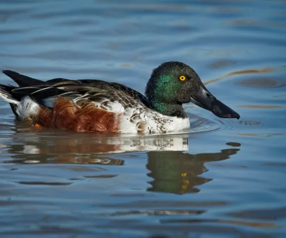 Northern Shoveler - Photo by Tom Finnie