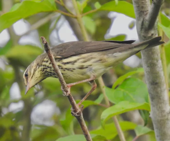 Northern Waterthrush - Photo by Van Remsen