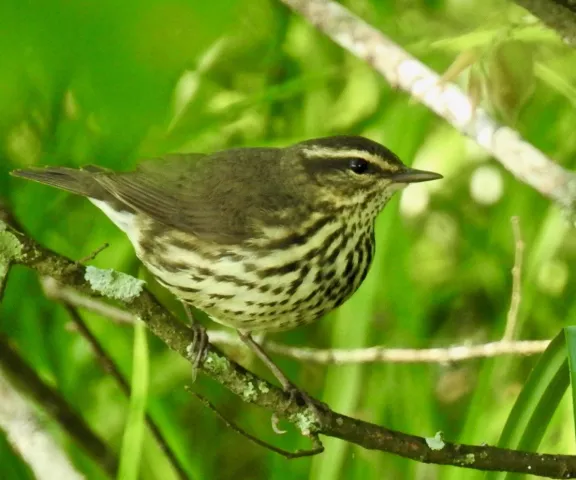 Northern Waterthrush - Photo by Van Remsen