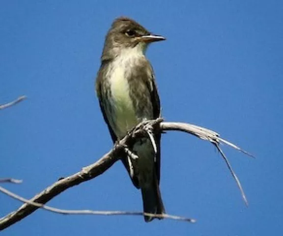 Olive-sided Flycatcher - Photo by Brad Price