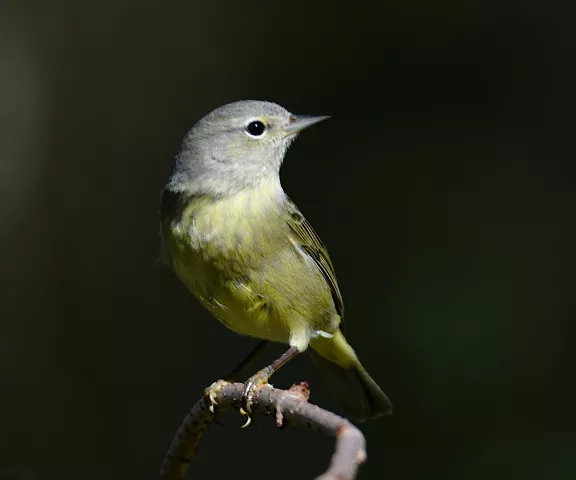 Orange-crowned Warbler - Erik Johnson