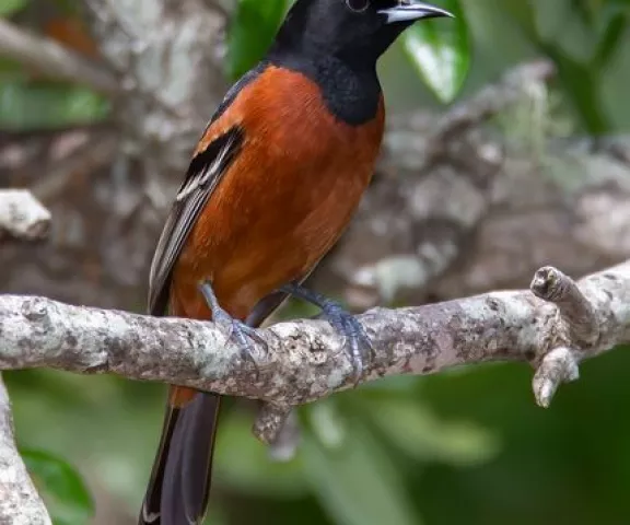 Orchard Oriole - Photo by Rickey Aizen