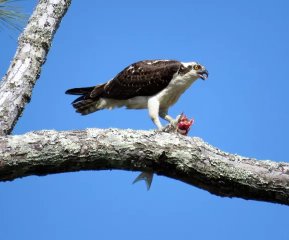 Osprey - Photo by Vicki Sensat