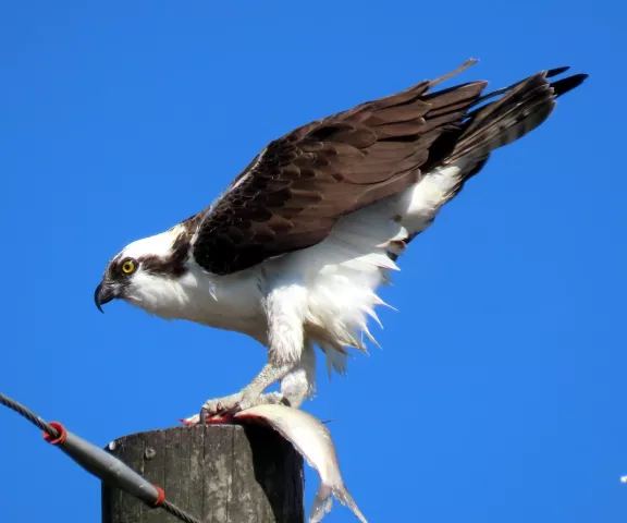 Osprey - Photo by Vicki Sensat