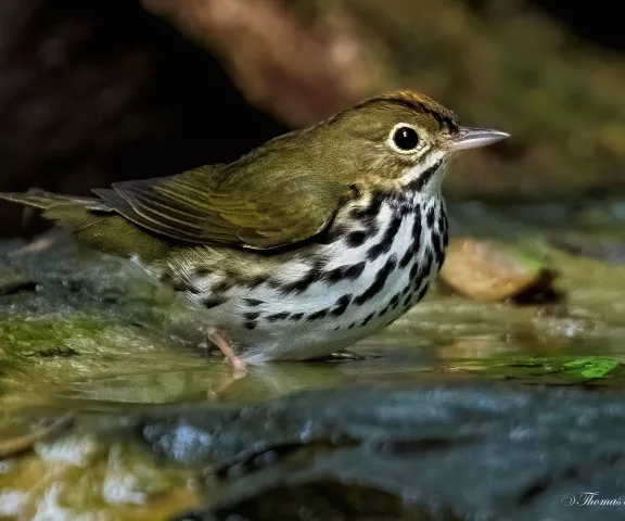 Ovenbird - Photo by Tom Finnie