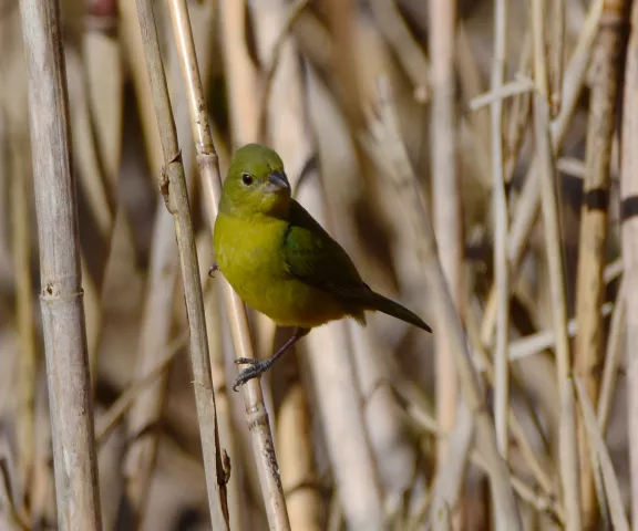 Painted Bunting - Photo by Erik Johnson