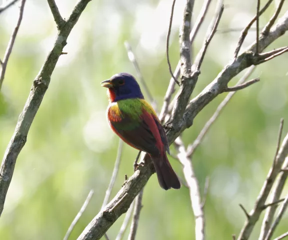 Painted Bunting - Photo by Matt Conn