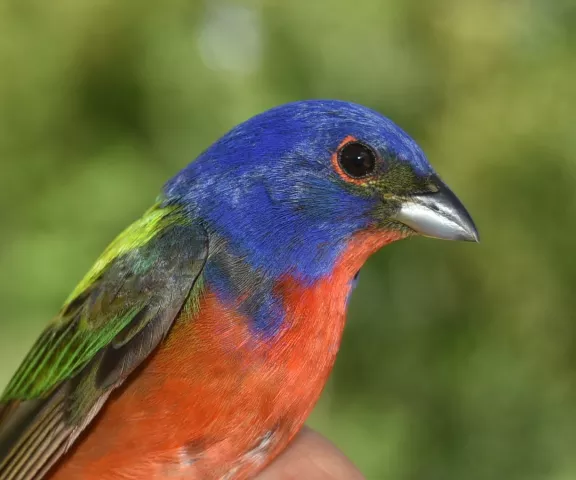 Painted Bunting - Photo by Erik Johnson