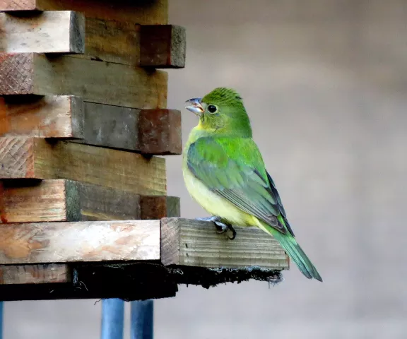 Painted Bunting (female) - Photo by Vicki Sensat