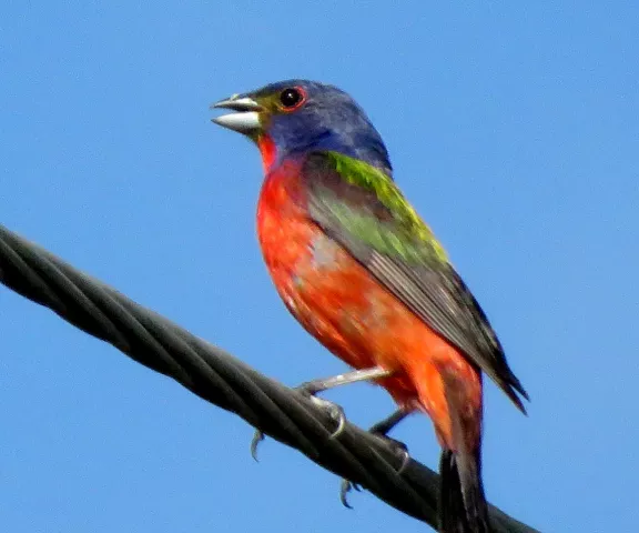 Painted Bunting (male) - Photo by Vicki Sensat