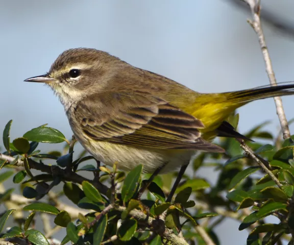 Palm Warbler - Photo by Erik Johnson