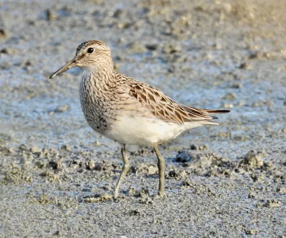 Pectoral Sandpiper - Photo by Van Remsen