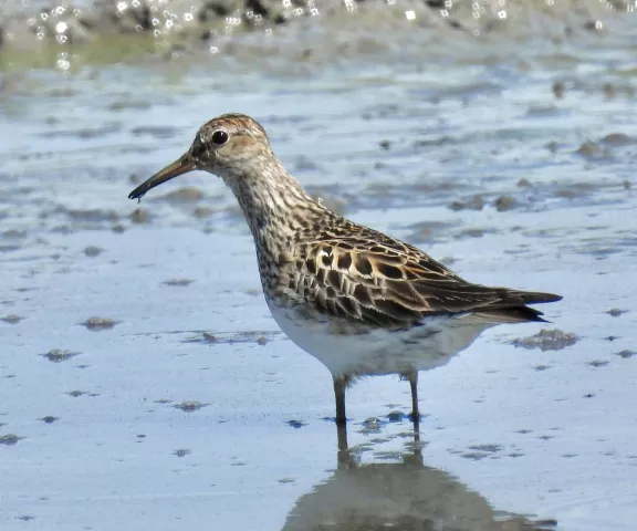 Pectoral Sandpiper - Photo by Van Remsen