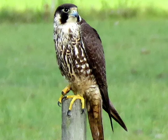 Peregrine Falcon - Photo by Vicki Sensat