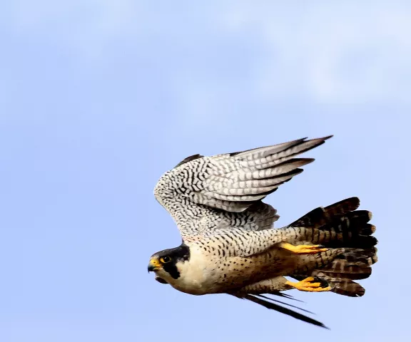 Peregrine Falcon - Photo by Vicki Sensat