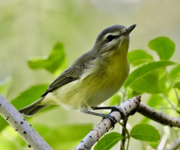 Philadelphia Vireo - Photo by Van Remsen