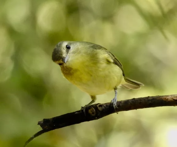 Philadelphia Vireo - Photo by Van Remsen