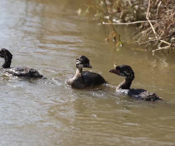 Pied-billed Grebe - Photo by Brad Price