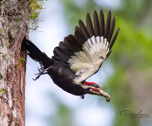 Pileated Woodpecker - Photo by Rickey Aizen