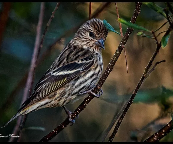 Pine Siskin - Photo by Tom Finnie