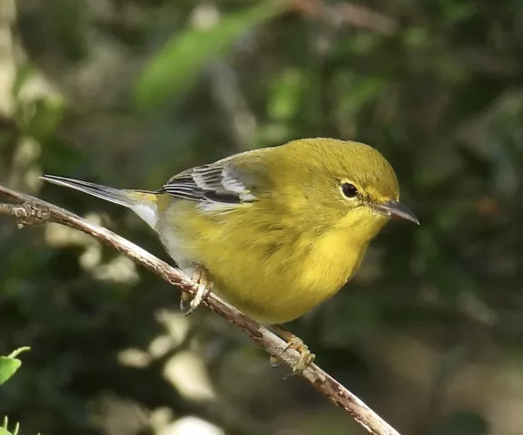 Pine Warbler - Photo by Van Remsen