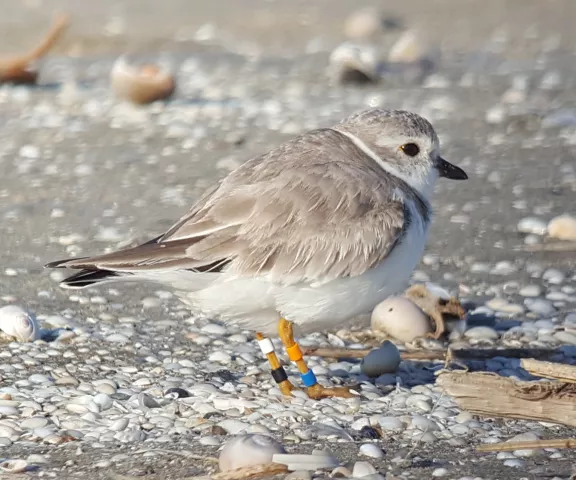 Piping Plover - Photo by Erik Johnson