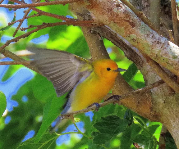 Prothonotary Warbler - Photo by Vicki Sensat