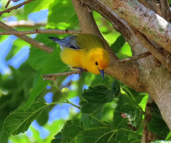 Prothonotary Warbler - Photo by Vicki Sensat