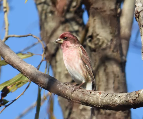 Purple Finch - Photo by Erik Johnson