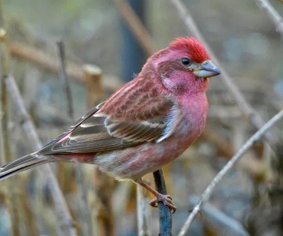 Purple Finch - Photo by Van Remsen