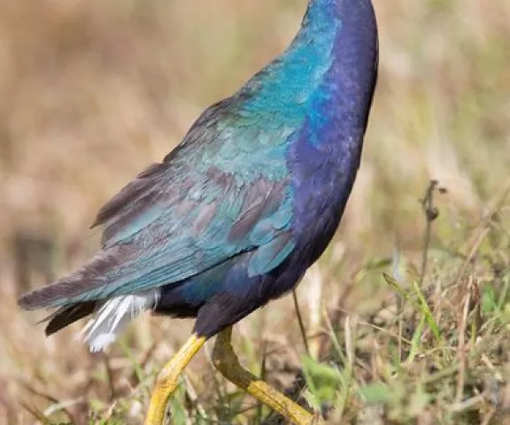 Purple Gallinule - Photo by Rickey Aizen