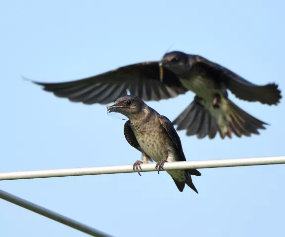 Purple Martin - Photo by Erik Johnson