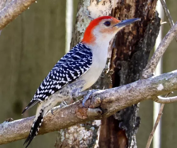 Red-bellied Woodpecker - Photo by Vicki Sensat