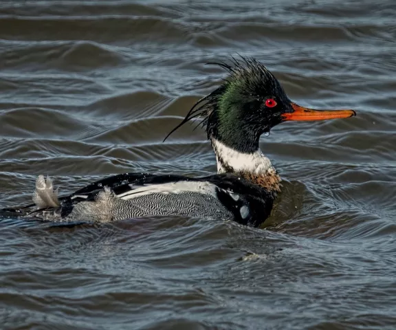 Red-breasted Merganser - Photo by Tom Finnie