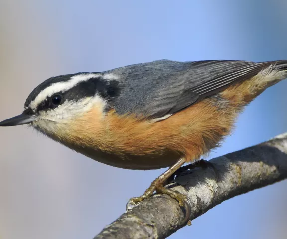 Red-breasted Nuthatch - Photo by Erik Johnson