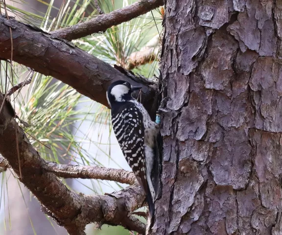 Red-cockaded Woodpecker - Photo by Nancy Newport Ellington