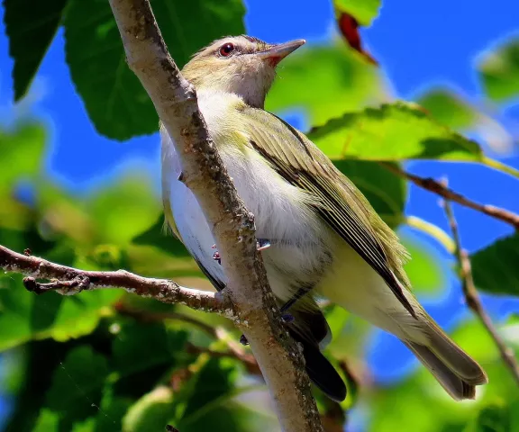 Red-eyed Vireo - Photo by Vicki Sensat