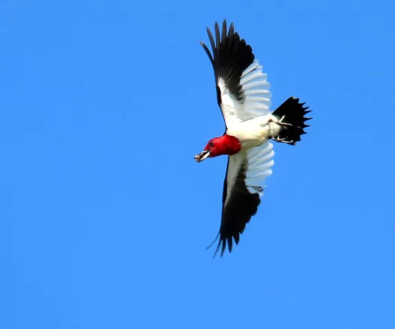 Red-headed Woodpecker - Photo by Vicki Sensat