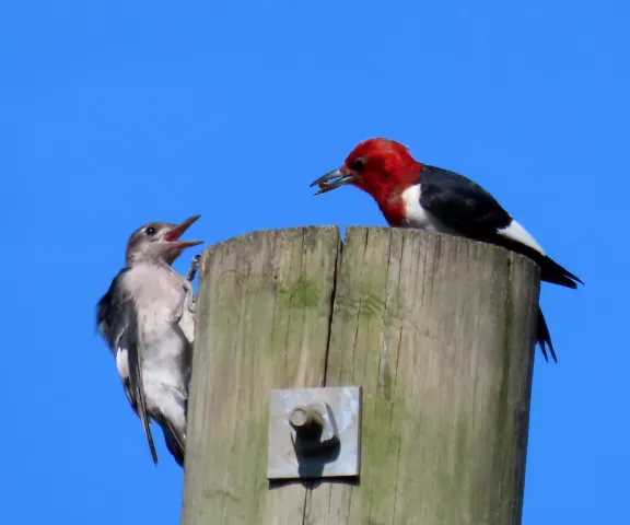 Red-headed Woodpecker - Photo by Vicki Sensat