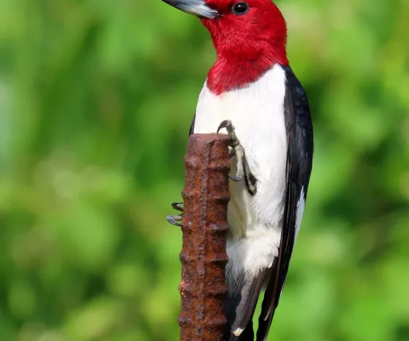 Red-headed Woodpecker - Photo by Vicki Sensat