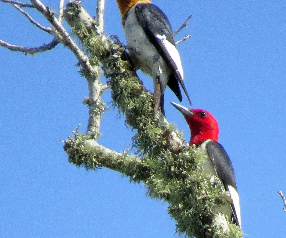 Red-headed Woodpecker - Photo by Vicki Sensat