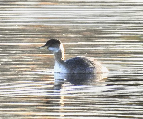 Red-necked Grebe - Photo by Van Remsen